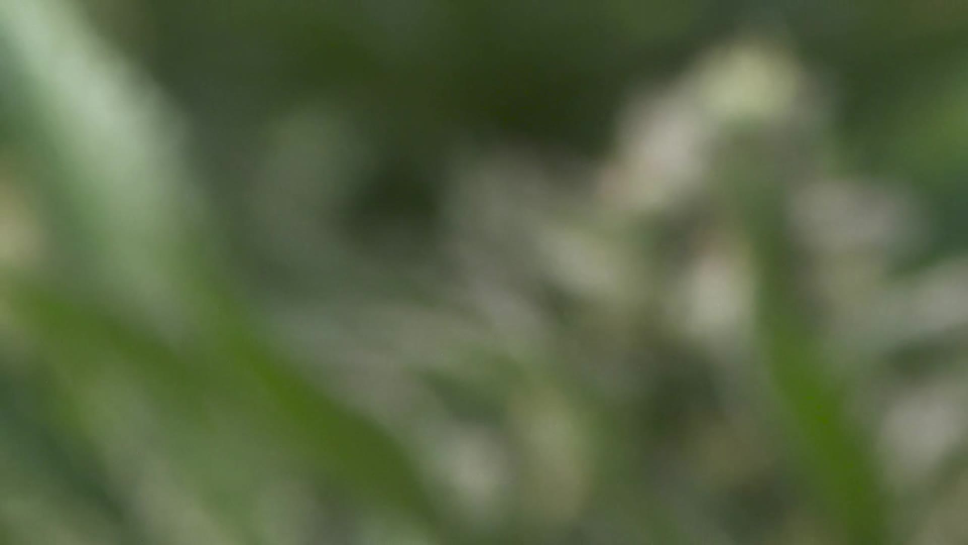 Supporting Video