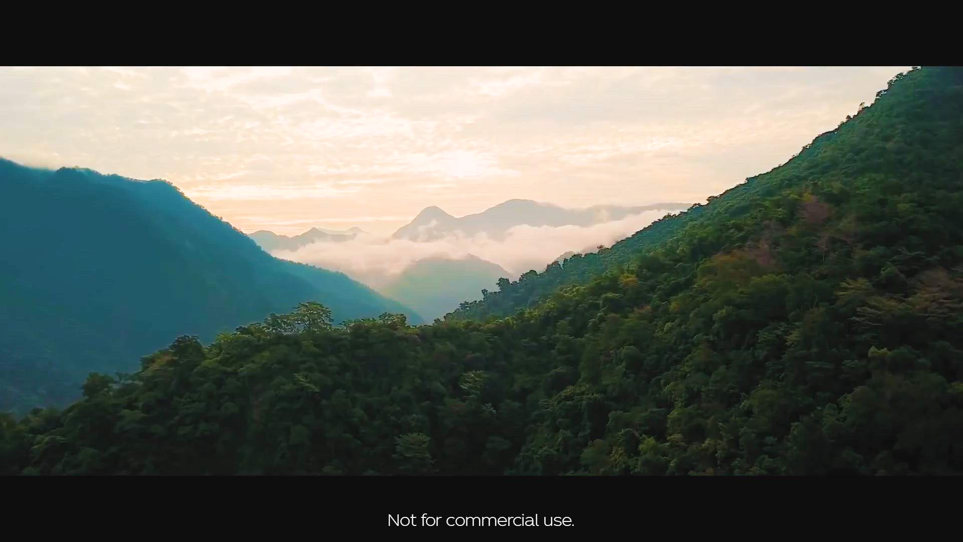 Case Study Video