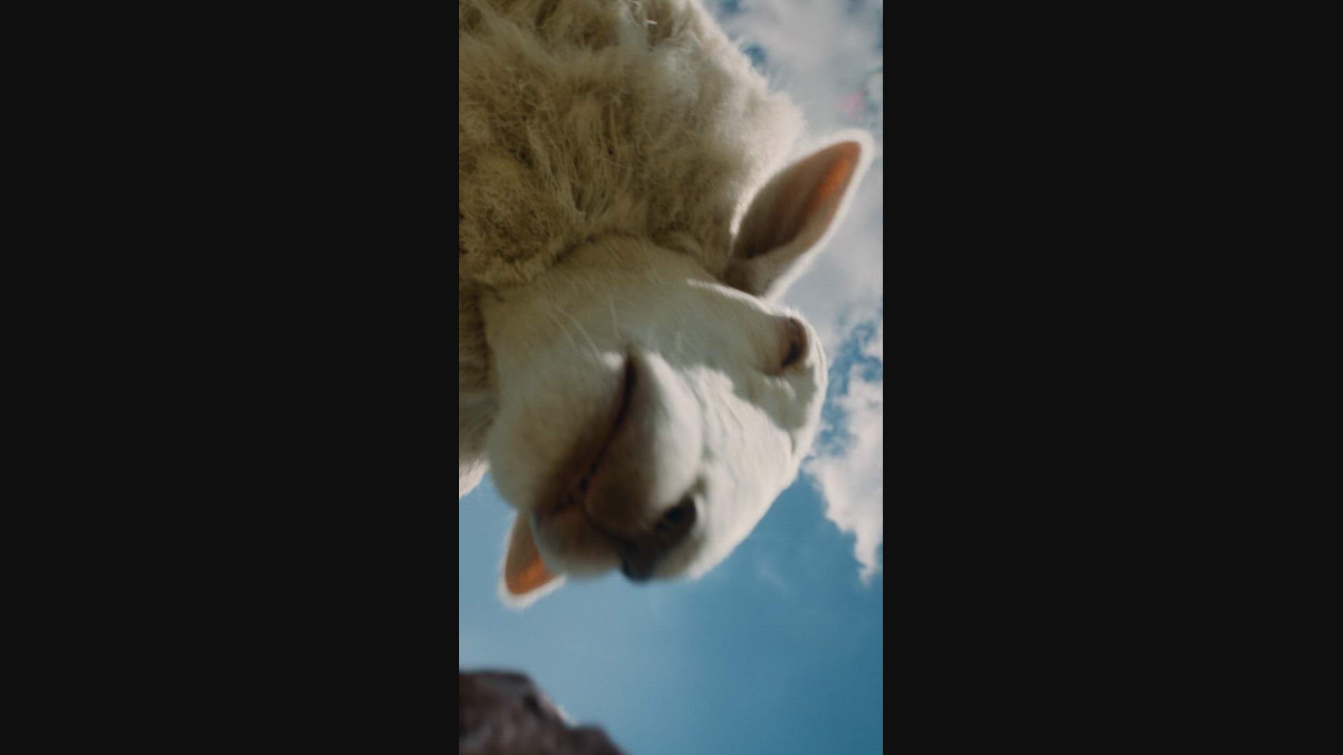Execution Video