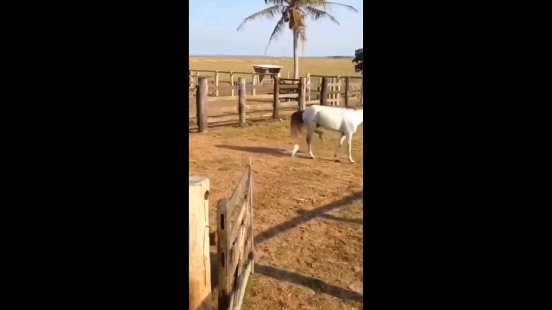Execution Video