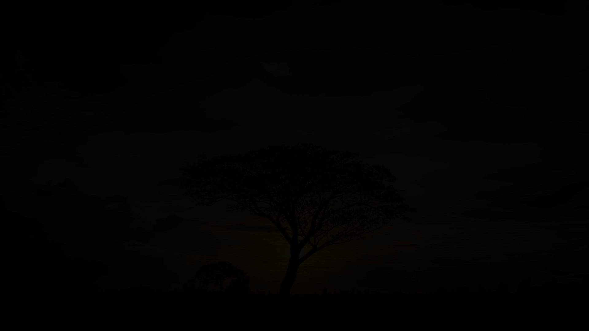 Execution Video