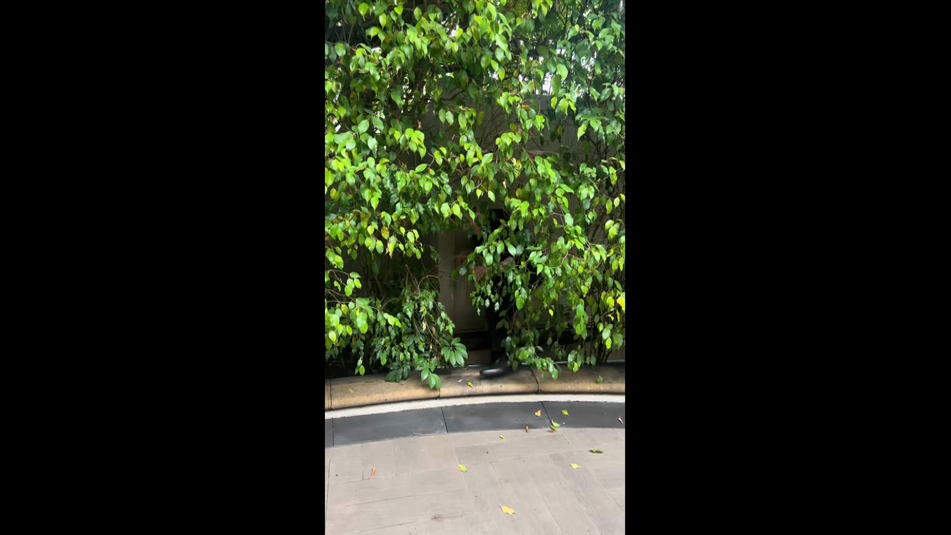 Execution Video