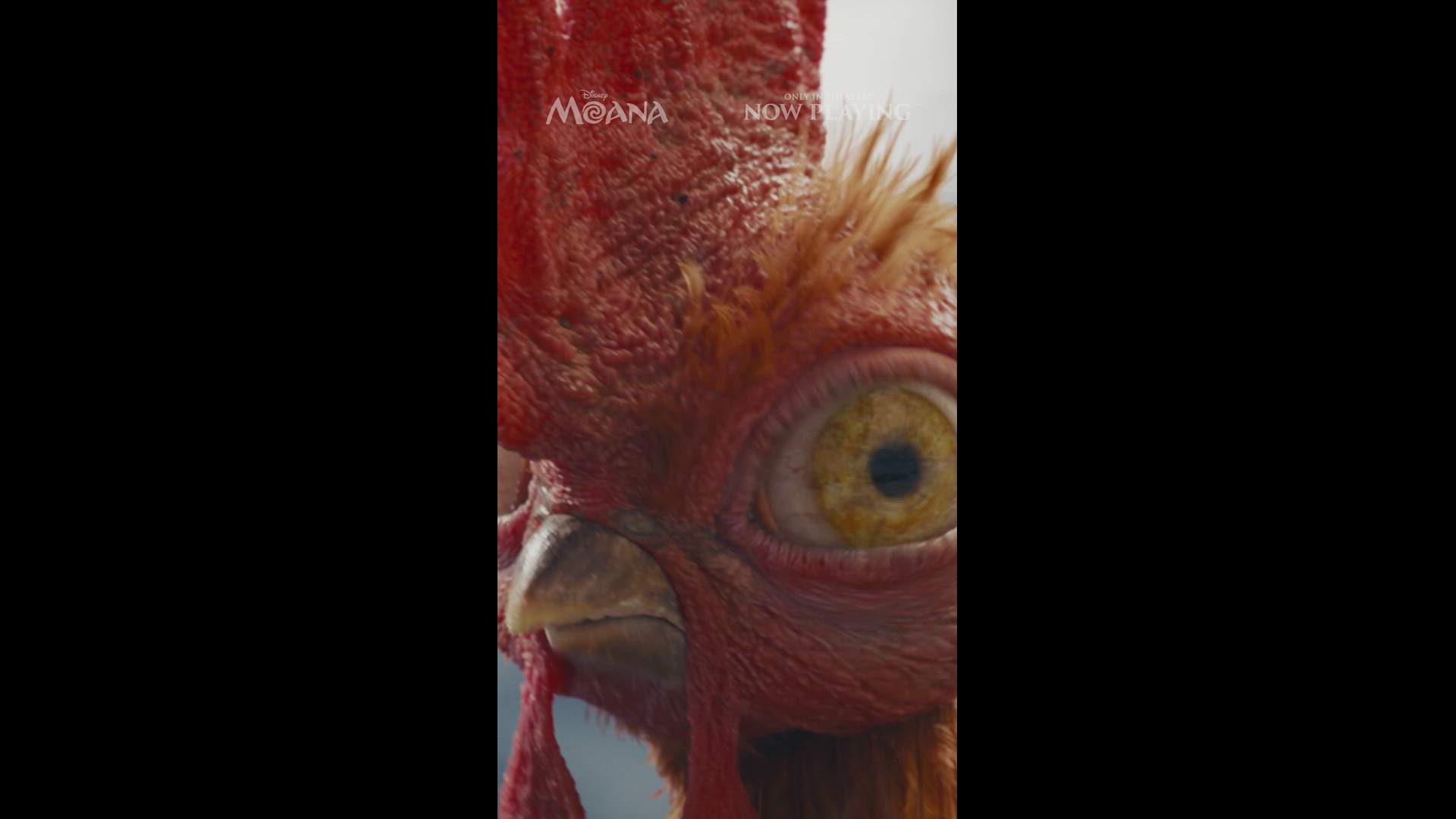 Execution Video