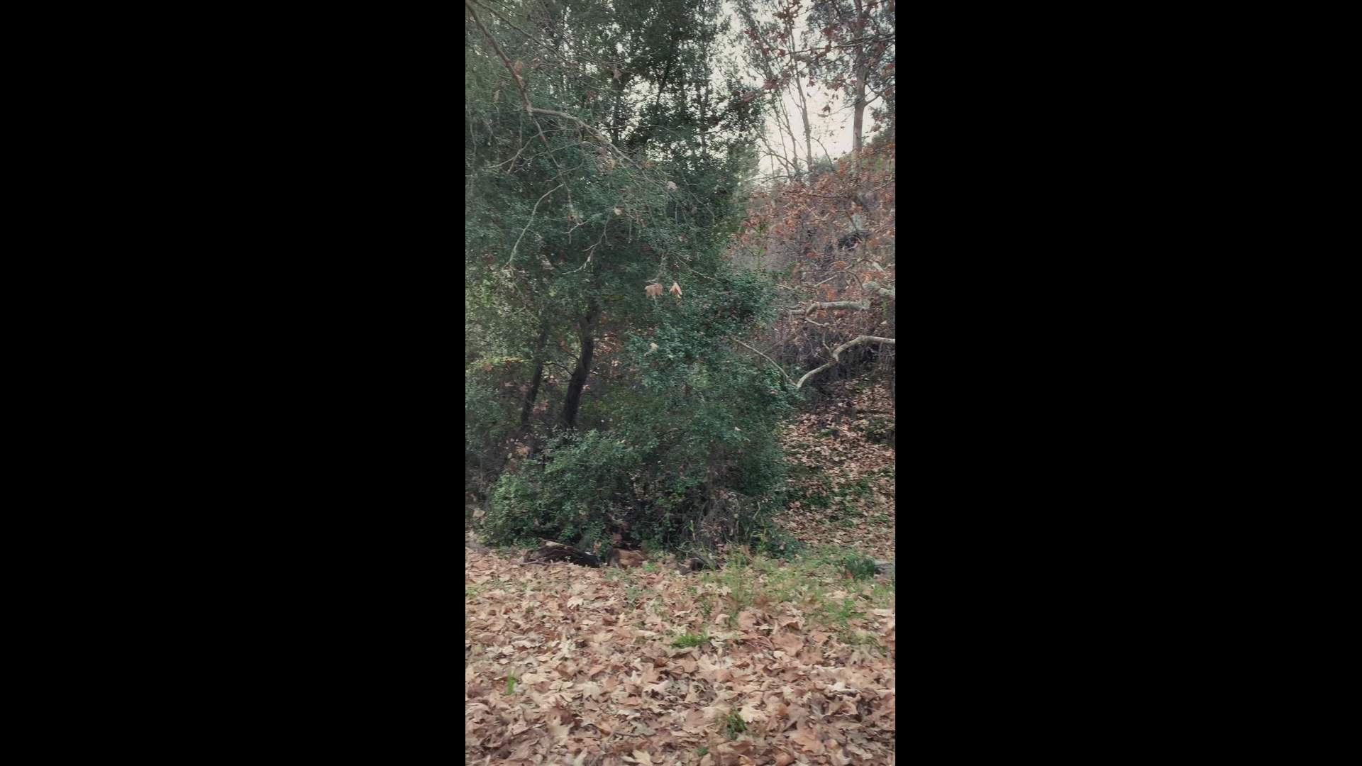 Execution Video